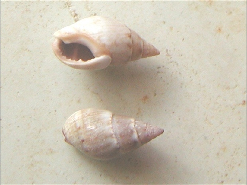 Nassariidae nel Mediterraneo